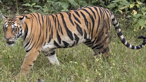 Tiger’s ‘biggest fan,’ mother Kultida, dies at 80