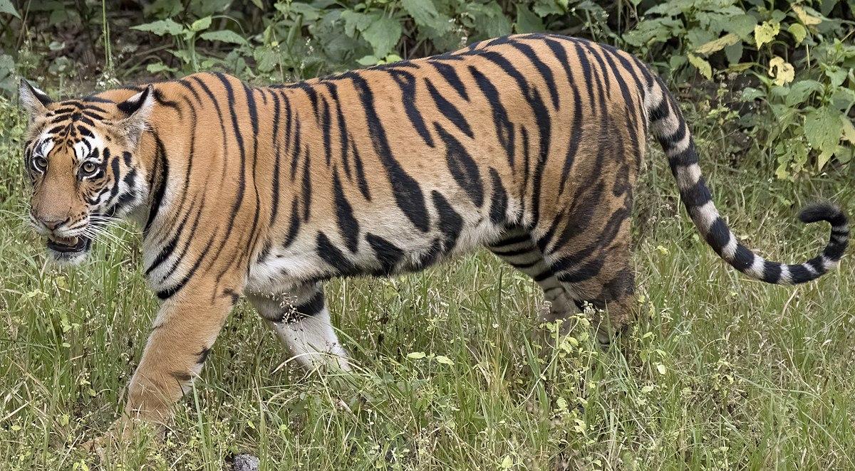 Tiger’s ‘biggest fan,’ mother Kultida, dies at 80