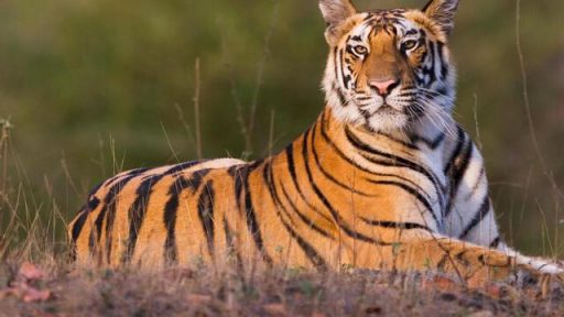 Tiger returning for TGL event after mother’s death