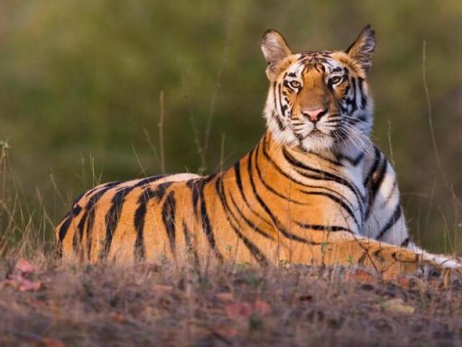 Tiger returning for TGL event after mother’s death