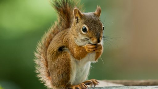 Squirrel! USMNT’s Josh Sargent has goal ‘assisted’ by furry pitch invader