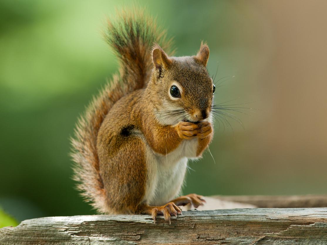 Squirrel! USMNT’s Josh Sargent has goal ‘assisted’ by furry pitch invader