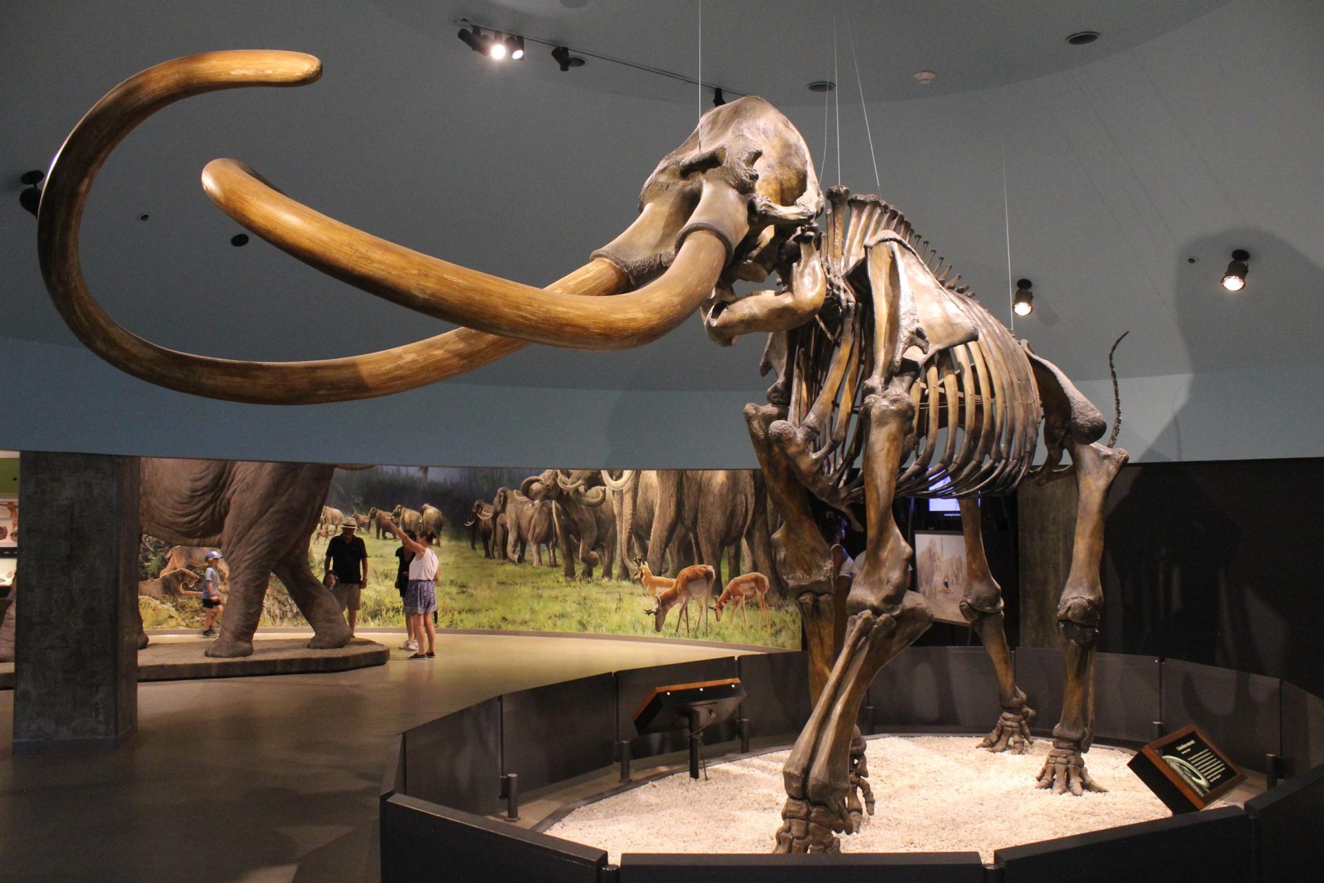 Tusks up: Utah unveils Mammoth name, logo