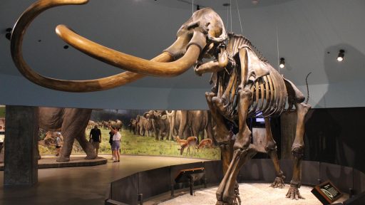 Tusks up: Utah unveils Mammoth name, logo
