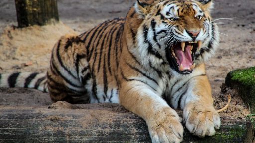 Power Rankings: Tigers make top-5 debut as Mariners, Royals are on the rise