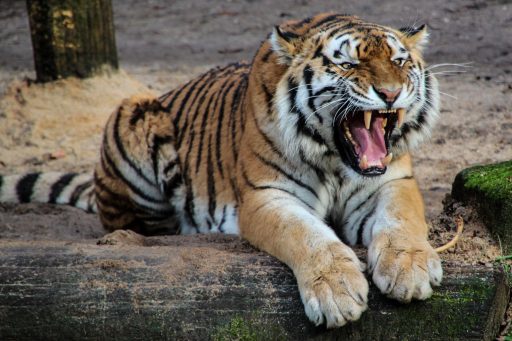 Power Rankings: Tigers make top-5 debut as Mariners, Royals are on the rise