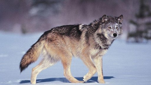 ‘Go out and do it again’: Wolves return to WCF