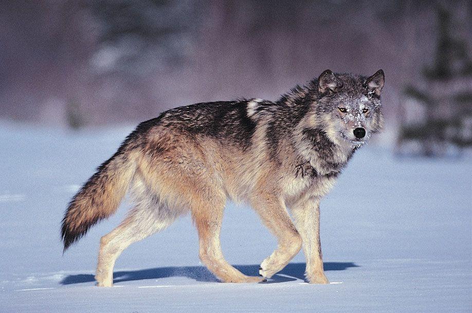 ‘Go out and do it again’: Wolves return to WCF